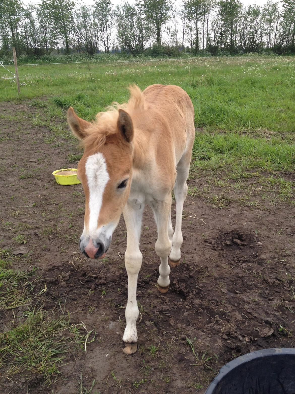 Haflinger Mikka Mosbøl - Velkommen til Mikka´s profil :) billede 1