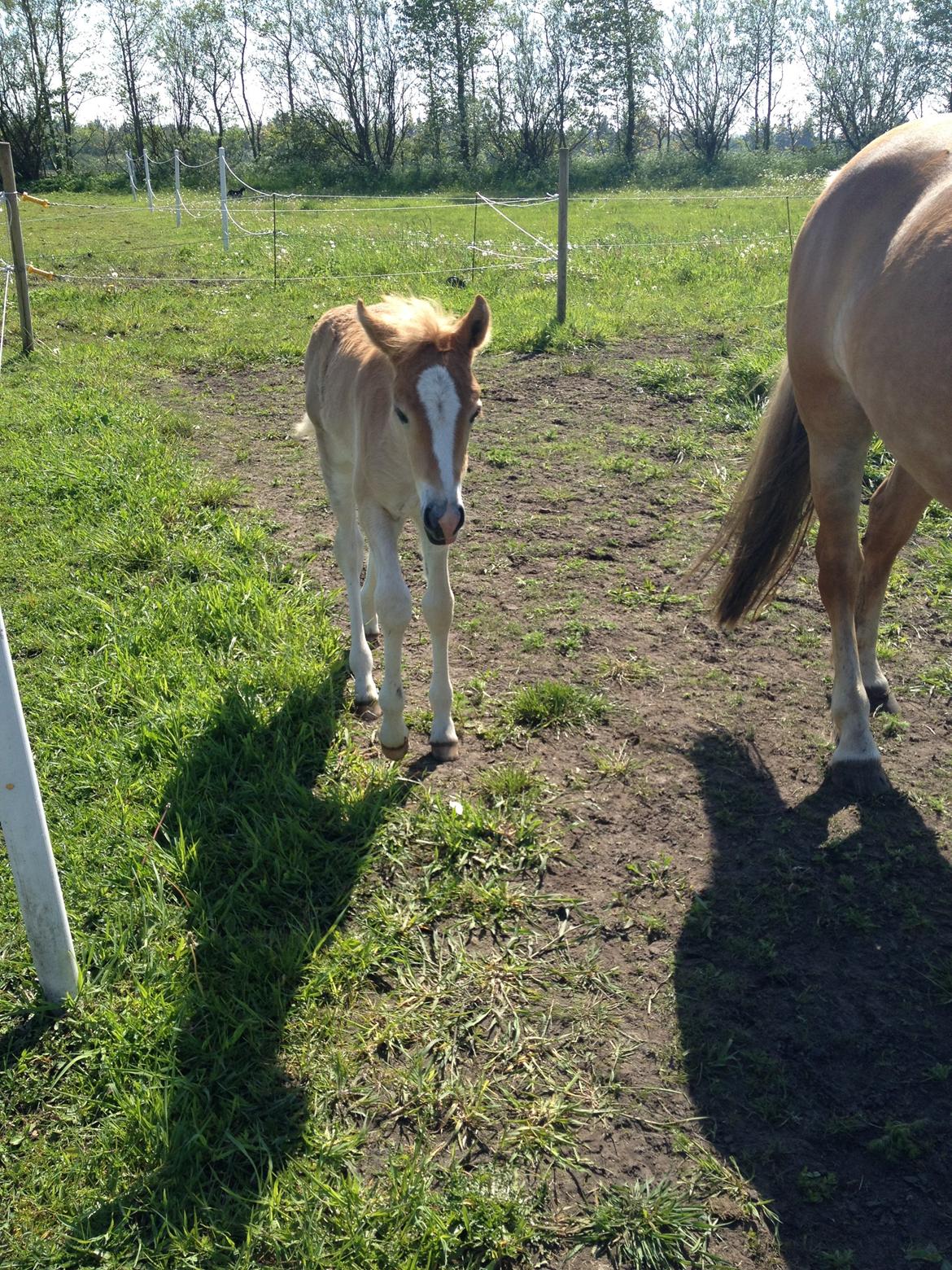 Haflinger Mikka Mosbøl billede 10