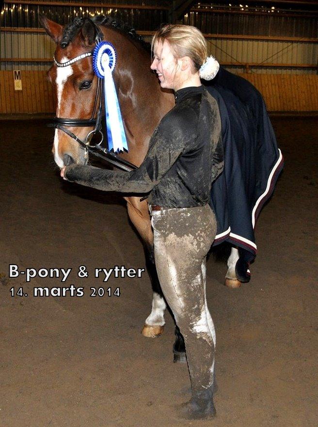 Welsh Cob (sec D) Lindbergs Milton *B-pony* - B-pony! Verdens bedste billede 18