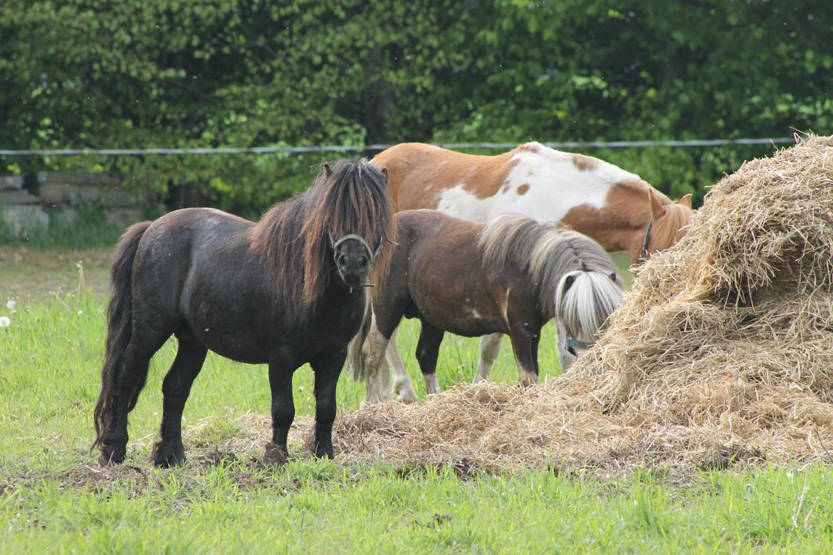 Shetlænder Gyldenslunds Spoink *HINGST* billede 15