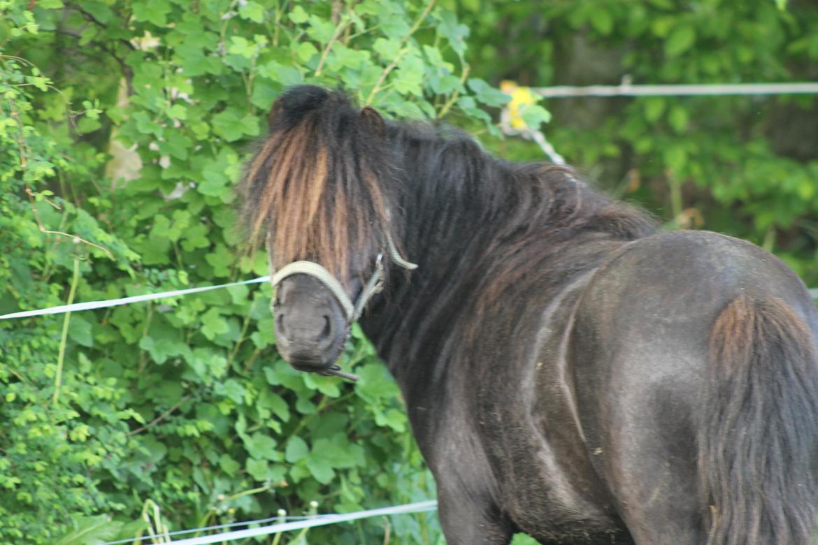 Shetlænder Gyldenslunds Spoink *HINGST* billede 16