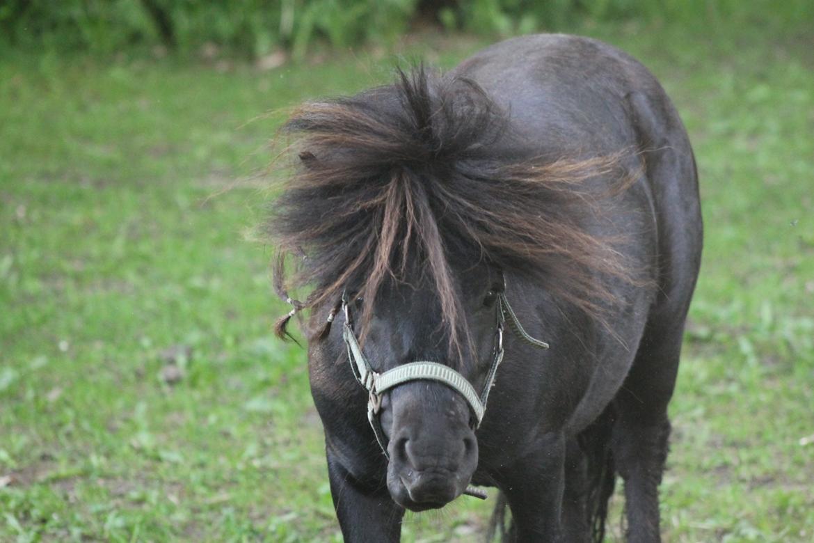 Shetlænder Gyldenslunds Spoink *HINGST* billede 18