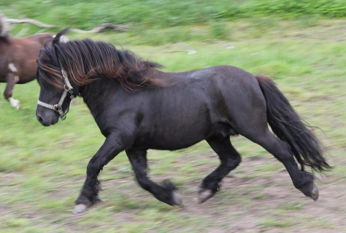 Shetlænder Gyldenslunds Spoink *HINGST* billede 19
