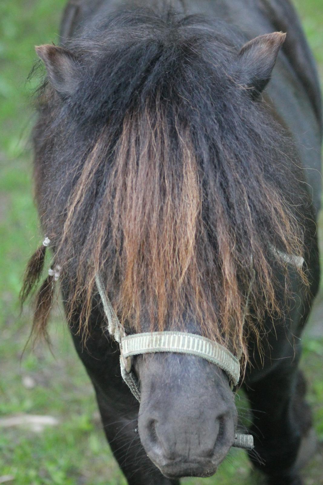 Shetlænder Gyldenslunds Spoink *HINGST* billede 17