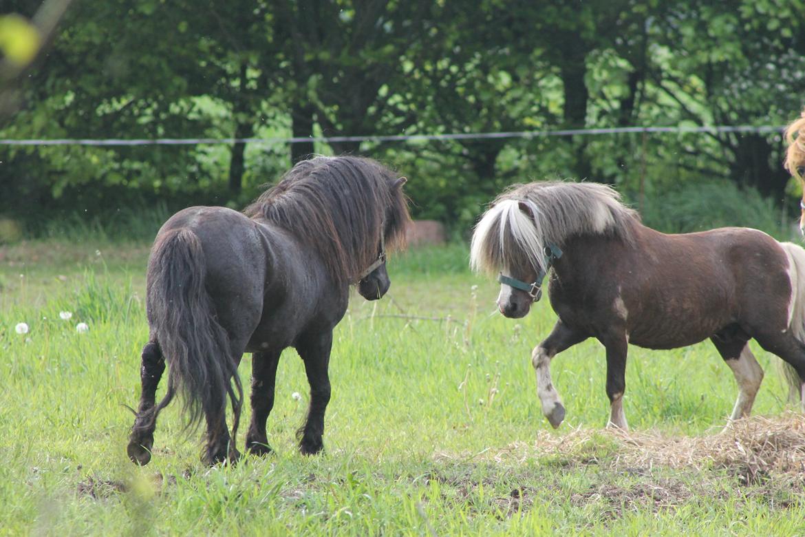Shetlænder Gyldenslunds Spoink *HINGST* billede 20
