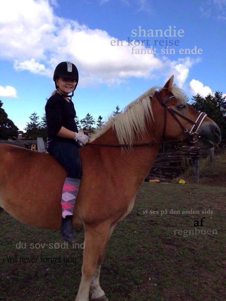 Haflinger Shandie billede 17