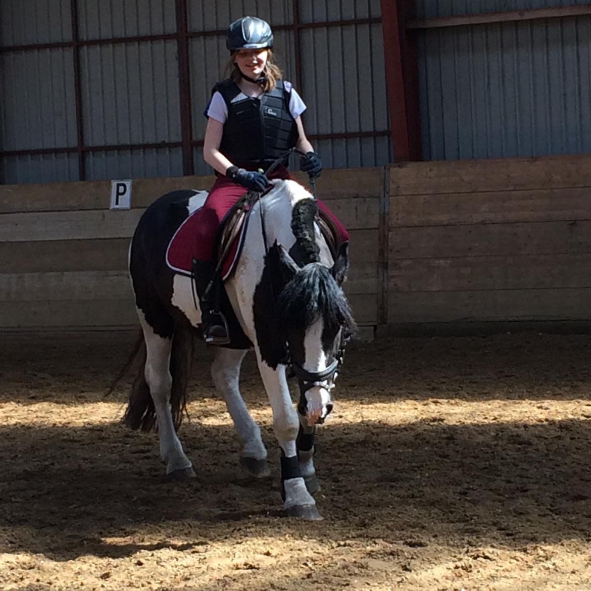 Irish Cob Rose (min lille ko) billede 6