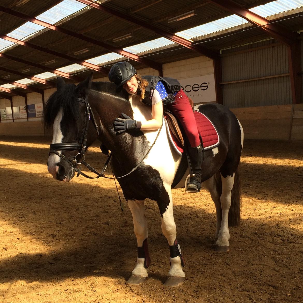 Irish Cob Rose (min lille ko) billede 4