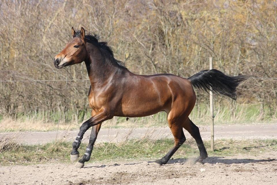 DSP Thorups's De-Venti billede 14