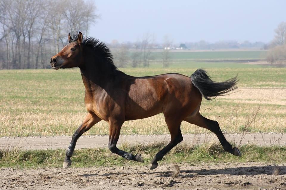 DSP Thorups's De-Venti billede 17