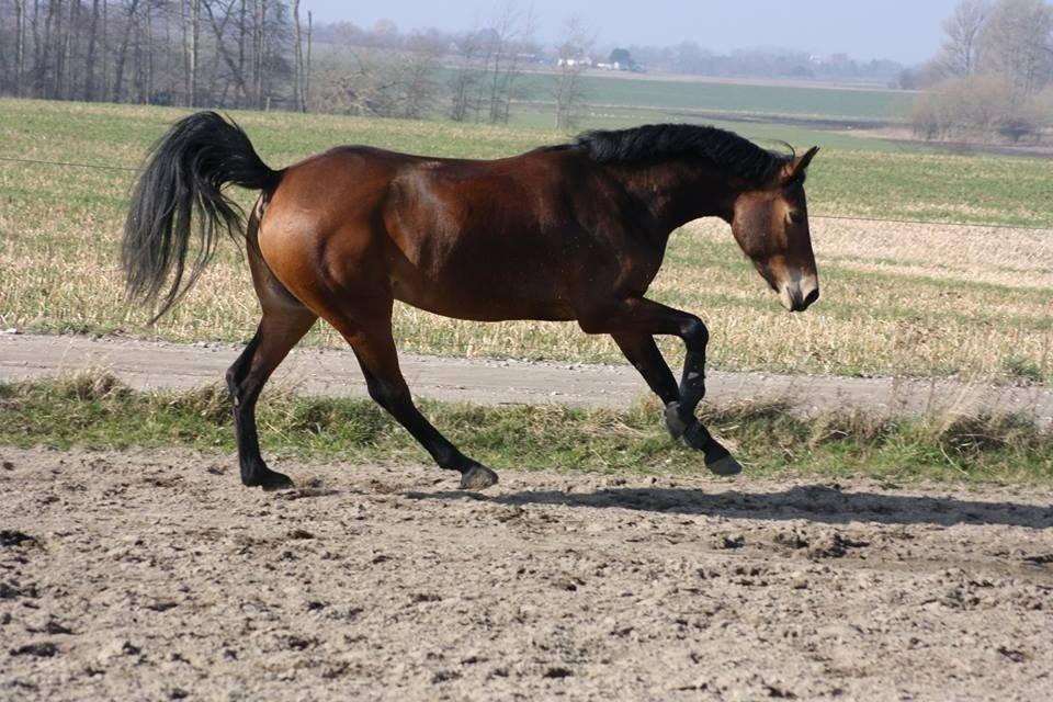 DSP Thorups's De-Venti billede 16