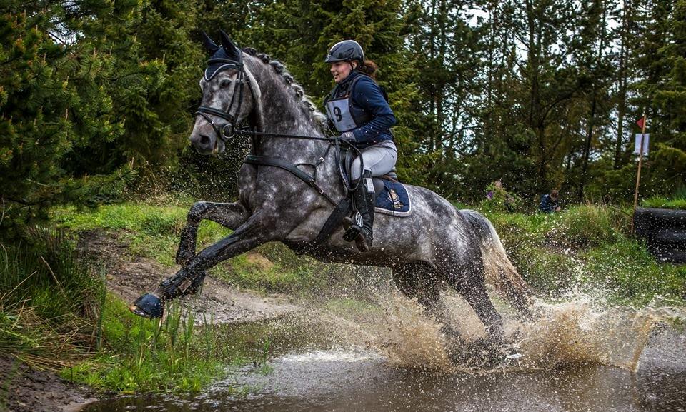 Dansk Varmblod LE-QUI'TO billede 1