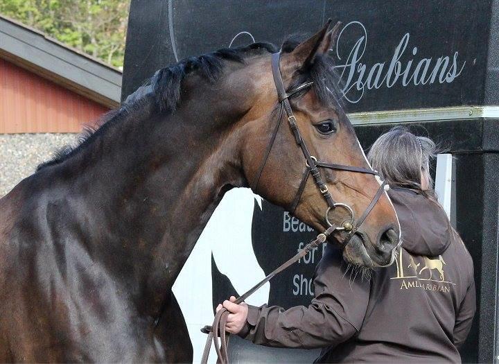 Dansk Varmblod Gipsy Birkely - SOLGT billede 17