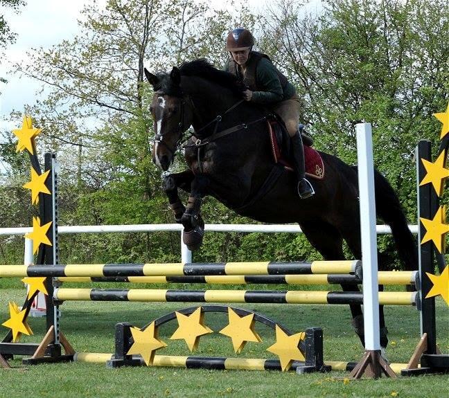 Dansk Varmblod Gipsy Birkely - SOLGT billede 18