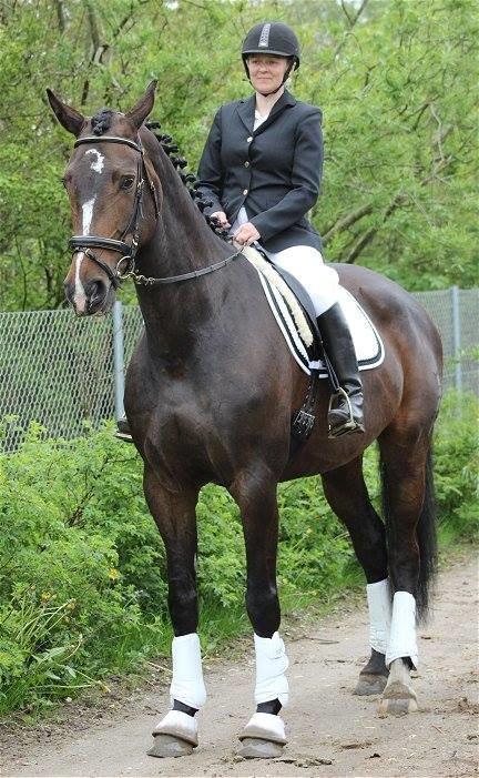 Dansk Varmblod Gipsy Birkely - SOLGT billede 15