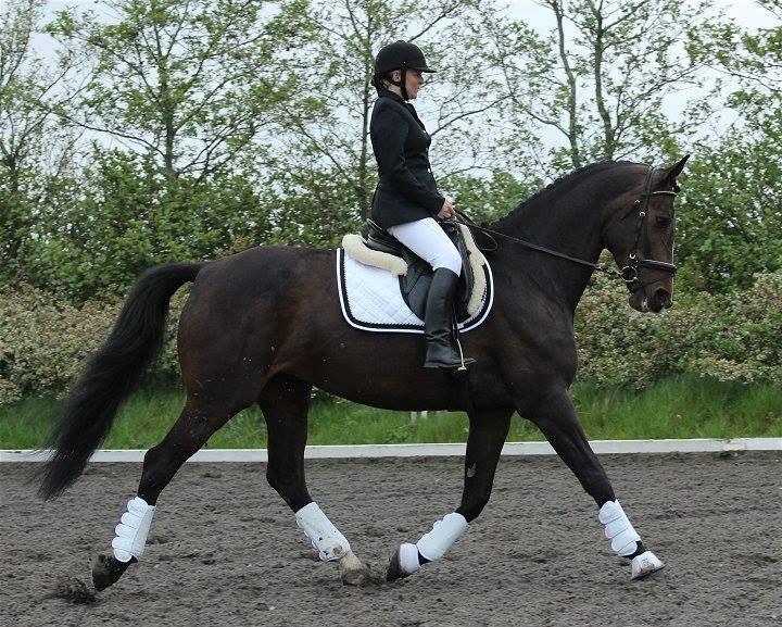 Dansk Varmblod Gipsy Birkely - SOLGT billede 14