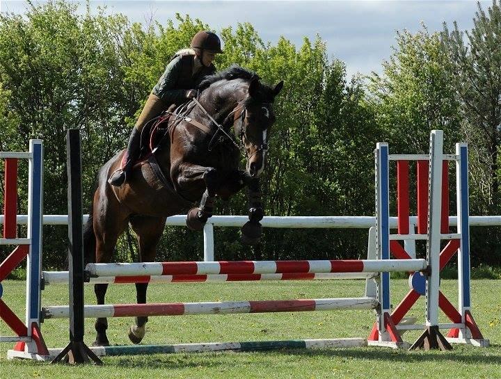 Dansk Varmblod Gipsy Birkely - SOLGT billede 4
