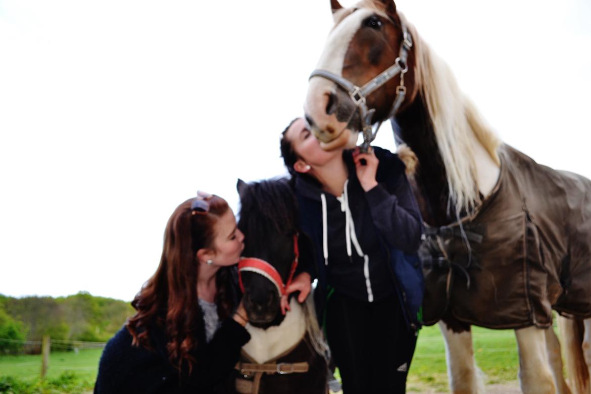 Shetlænder Mette billede 2