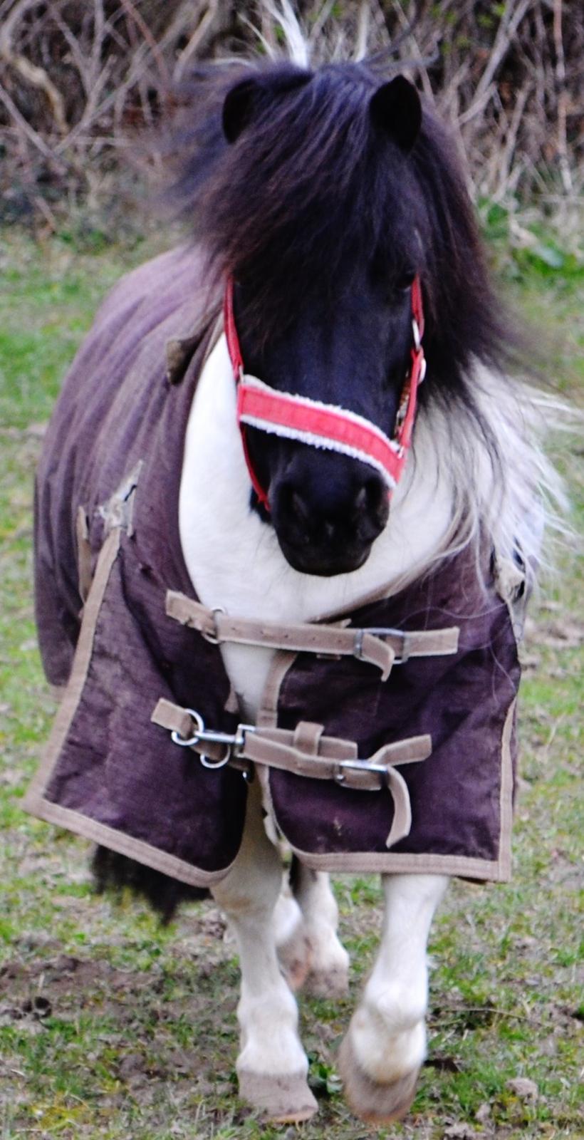 Shetlænder Mette billede 1