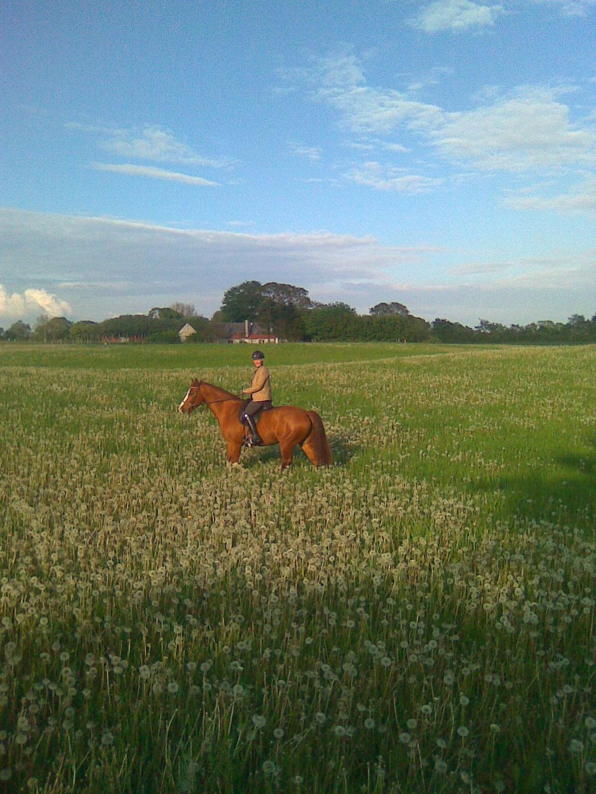 Welsh Partbred (Sec F) Indrino billede 10