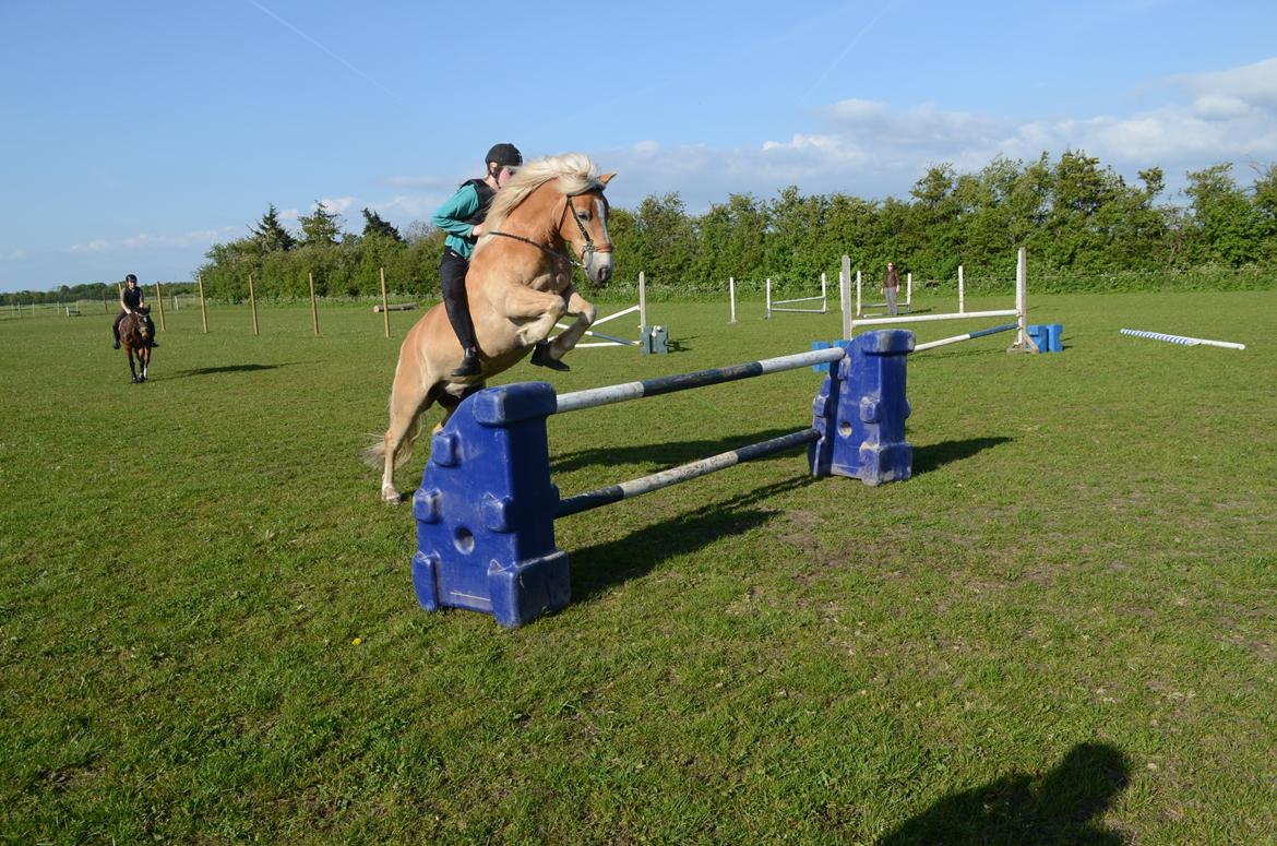 Haflinger Lille Pepsi billede 17