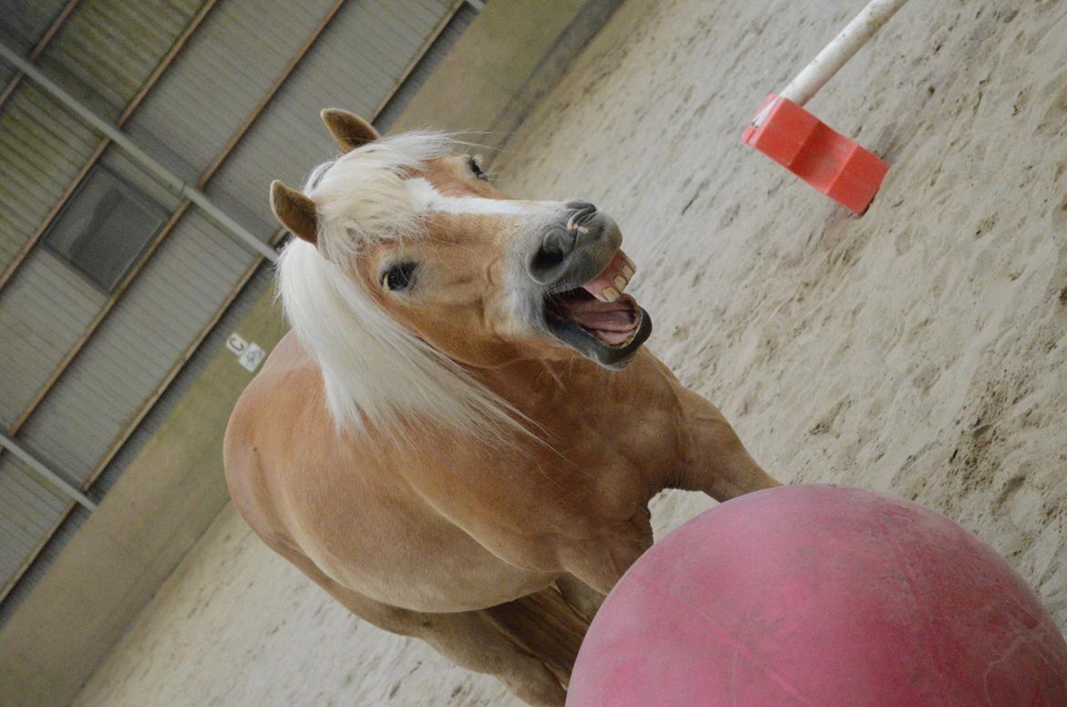 Haflinger Lille Pepsi billede 2