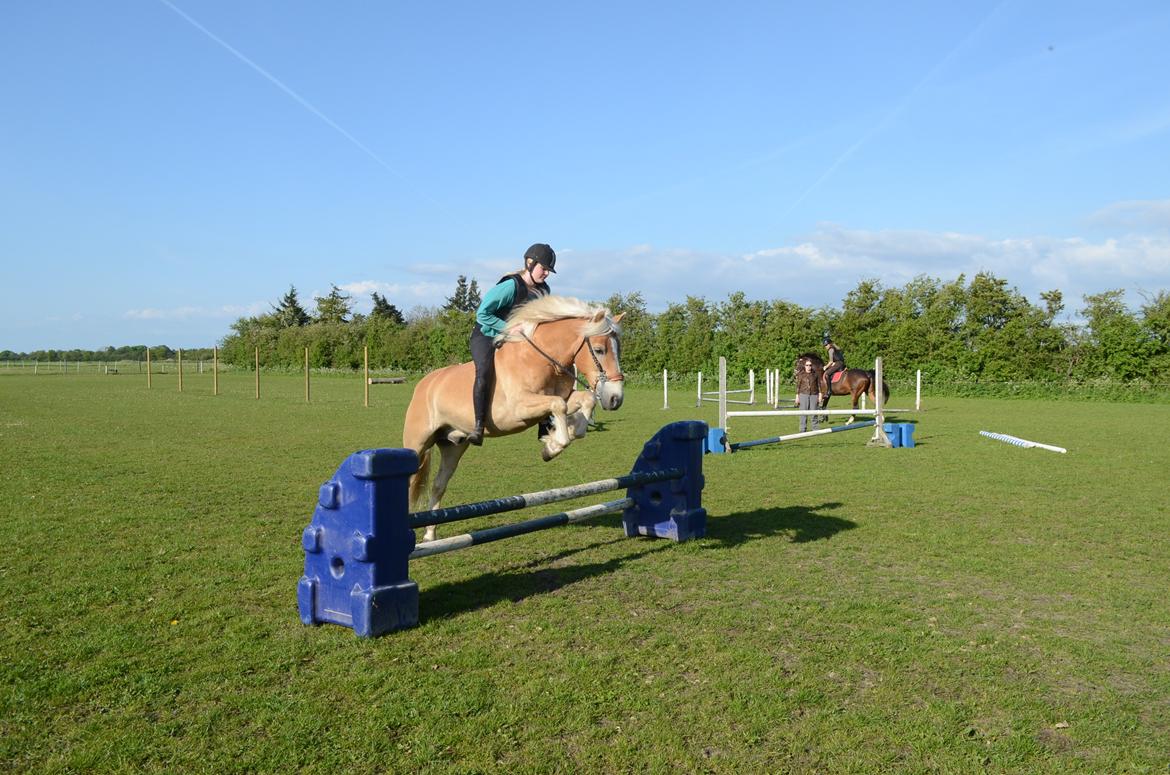 Haflinger Lille Pepsi billede 20