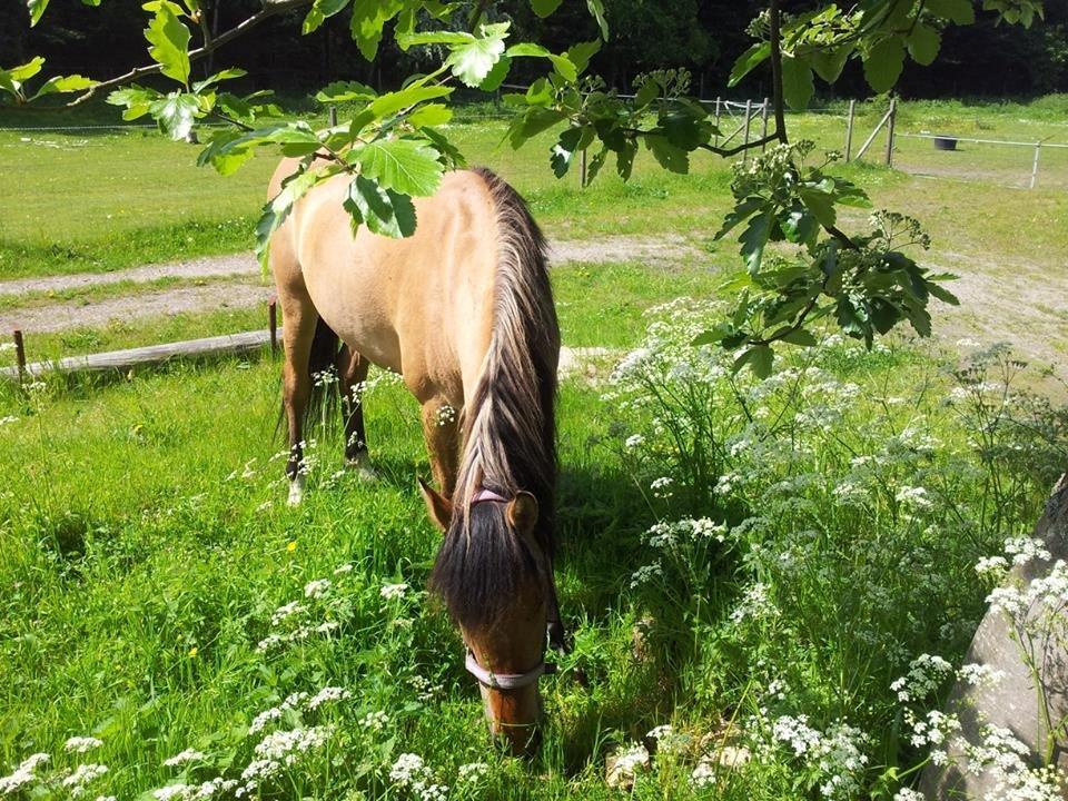 Anden særlig race Unica star billede 11