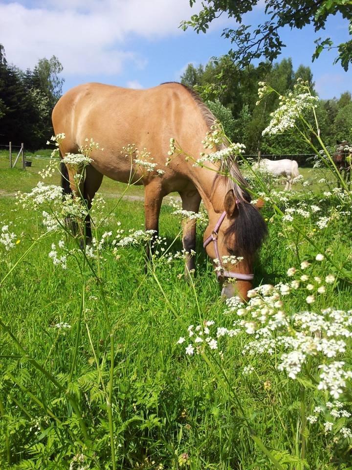 Anden særlig race Unica star billede 13