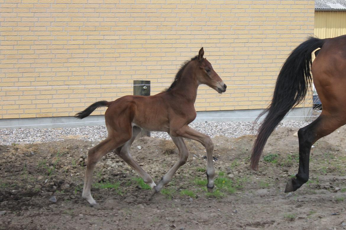 Dansk Varmblod Grangårdens dubitor (SOLGT) - 5 dage gammel Jeg er sååh hurtig billede 18