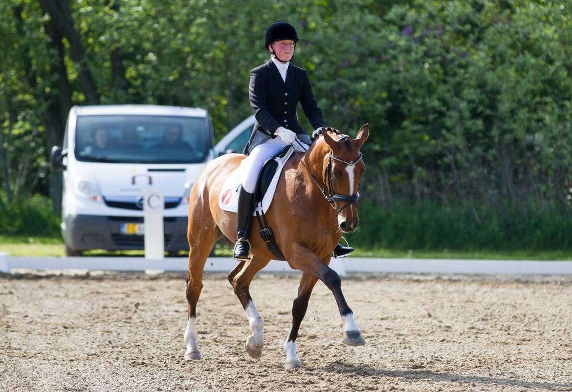 Dansk Varmblod Chrevi`s Angel billede 17