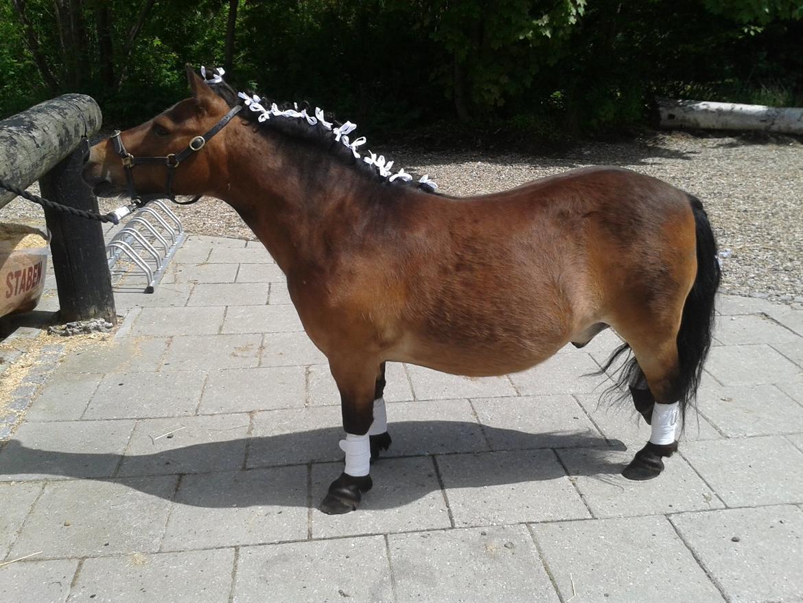 Shetlænder Nuller billede 10