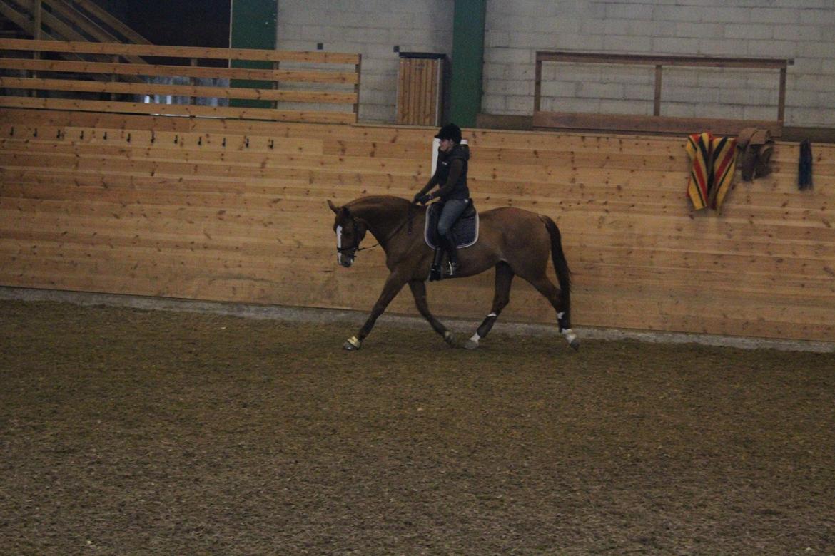 Dansk Varmblod Red Passion - Træning d. 6 april 2014 :-) deeeejlig hest <3 Foto: Esther billede 13