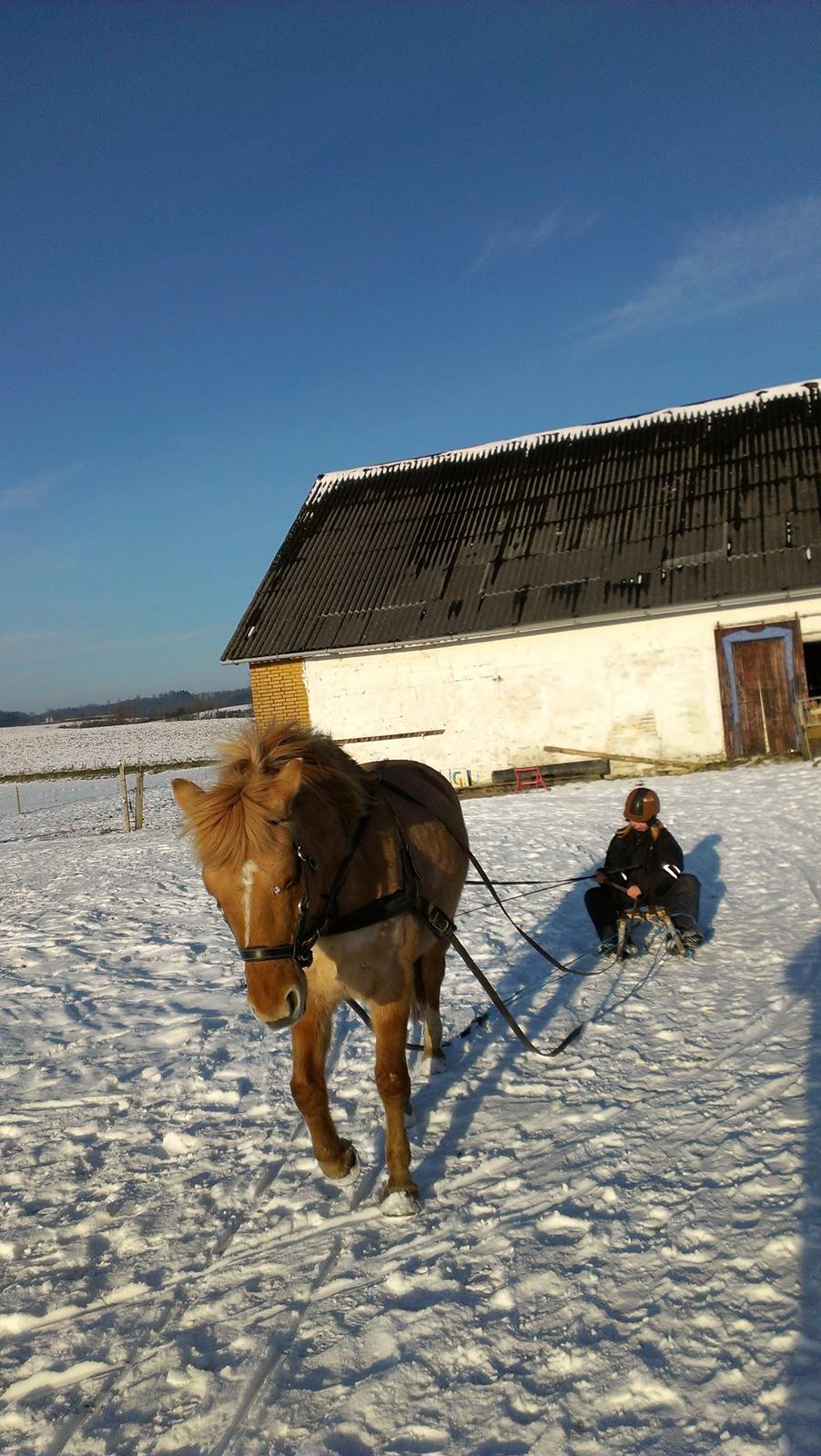 Anden særlig race Nuggi - Vinter 2013 Foto: Mig billede 17