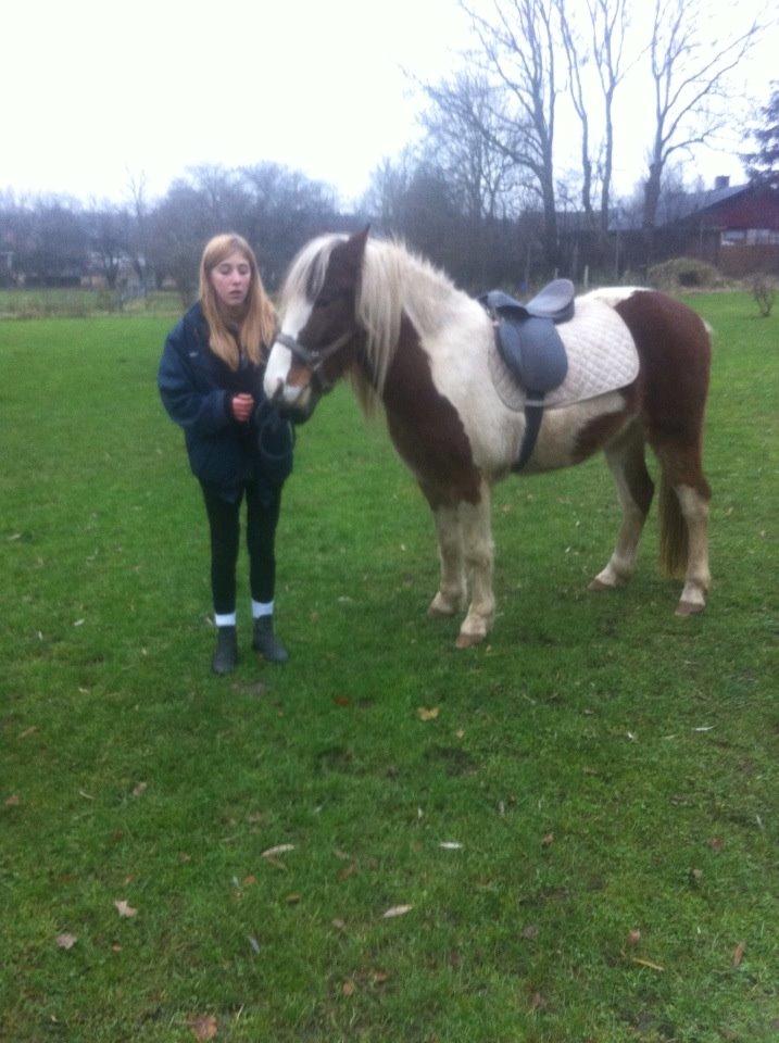 Pinto Baldur"SOLGT` billede 23