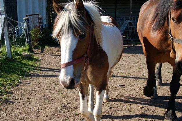 Pinto Baldur"SOLGT` billede 2