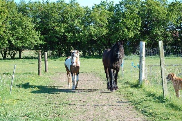 Pinto Baldur"SOLGT` billede 4