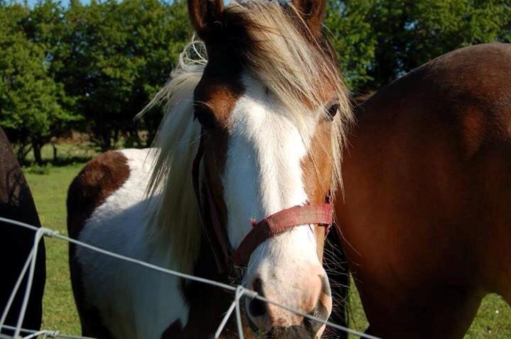 Pinto Baldur"SOLGT` billede 1