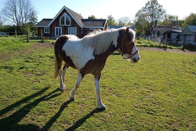 Pinto Baldur"SOLGT` billede 3