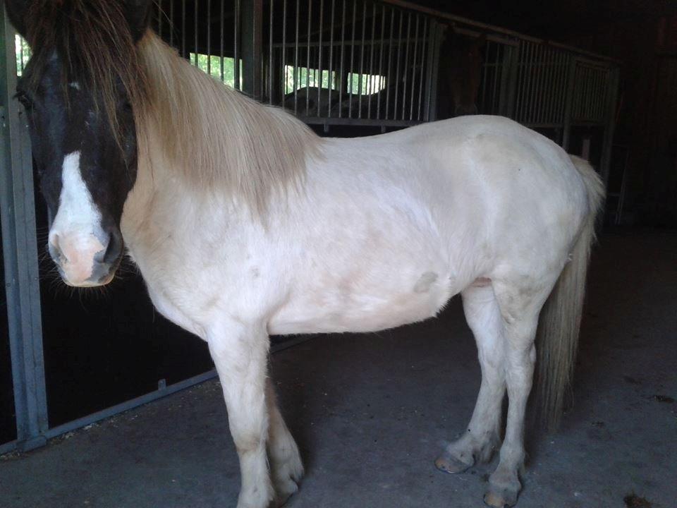 Islænder Milla - sommerklar isprinsesse! Væk med alt vinterpelsen! <3 billede 12