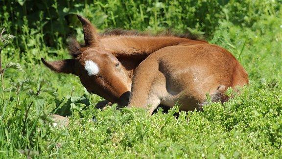 Arabisk fuldblod (OX) Donna Samiaah APN - SOLGT billede 10