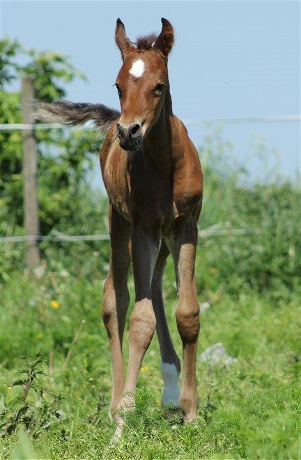 Arabisk fuldblod (OX) Donna Samiaah APN - SOLGT billede 11