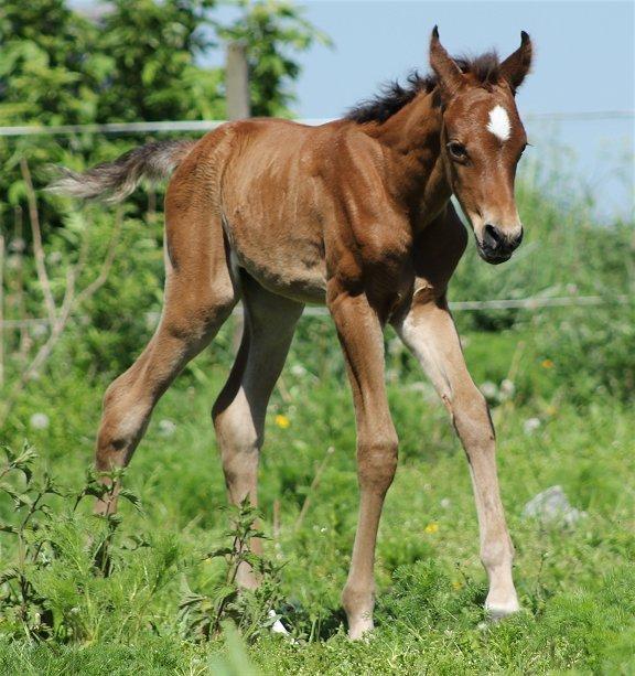 Arabisk fuldblod (OX) Donna Samiaah APN - SOLGT billede 12