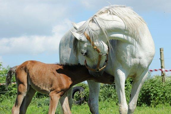 Arabisk fuldblod (OX) Donna Samiaah APN - SOLGT billede 13