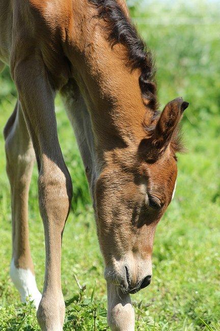 Arabisk fuldblod (OX) Donna Samiaah APN - SOLGT billede 14