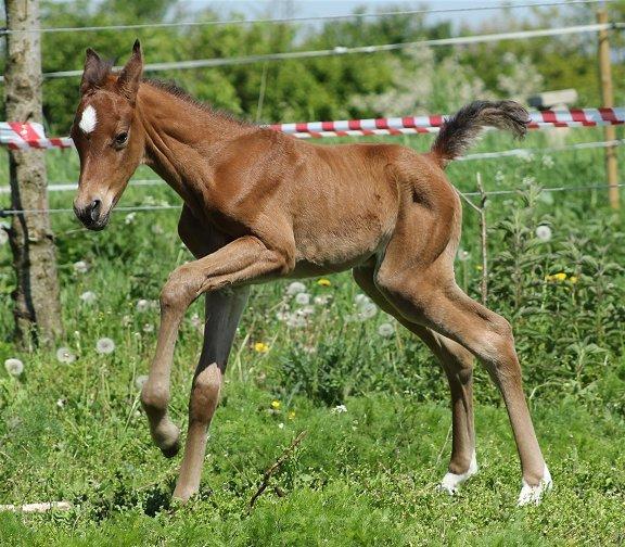 Arabisk fuldblod (OX) Donna Samiaah APN - SOLGT billede 17