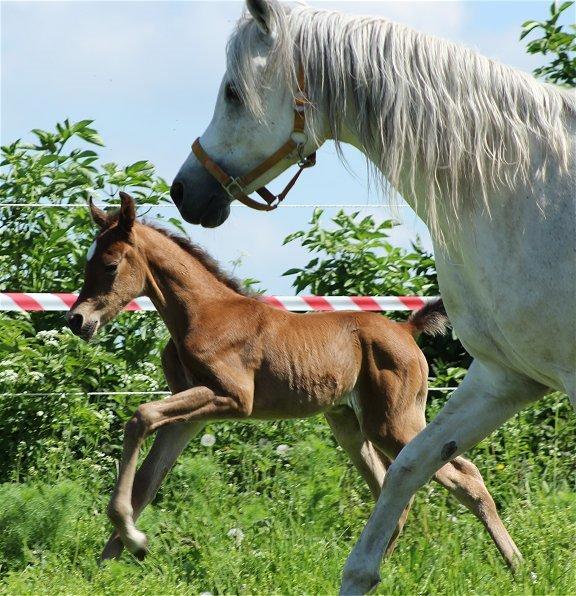 Arabisk fuldblod (OX) Donna Samiaah APN - SOLGT billede 9