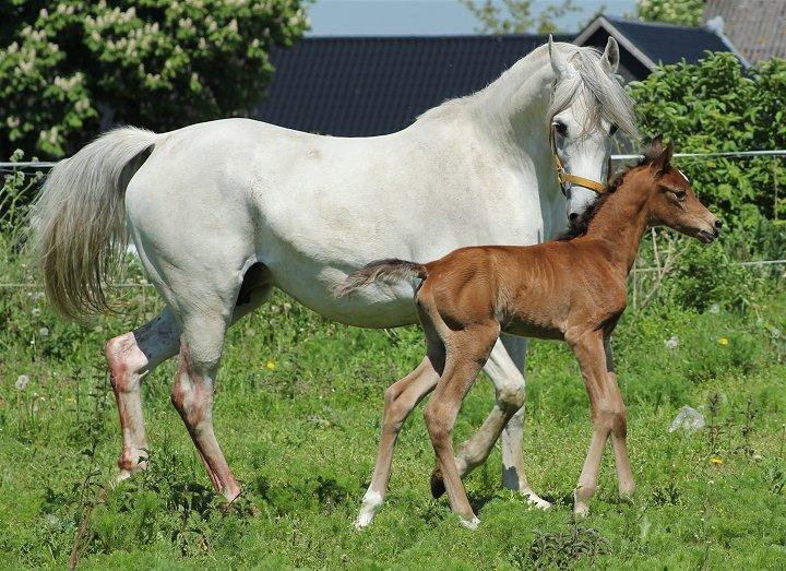 Arabisk fuldblod (OX) Donna Samiaah APN - SOLGT billede 20