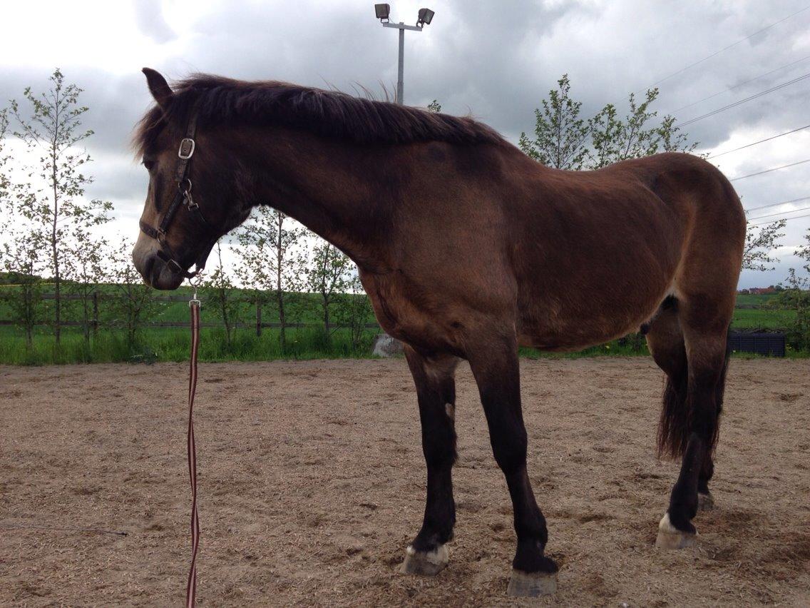 Anden særlig race Don Düval (valle) billede 3