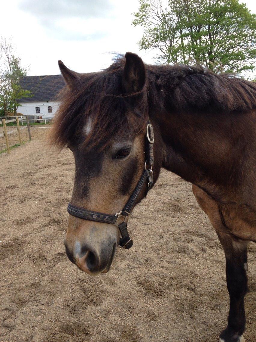 Anden særlig race Don Düval (valle) billede 4